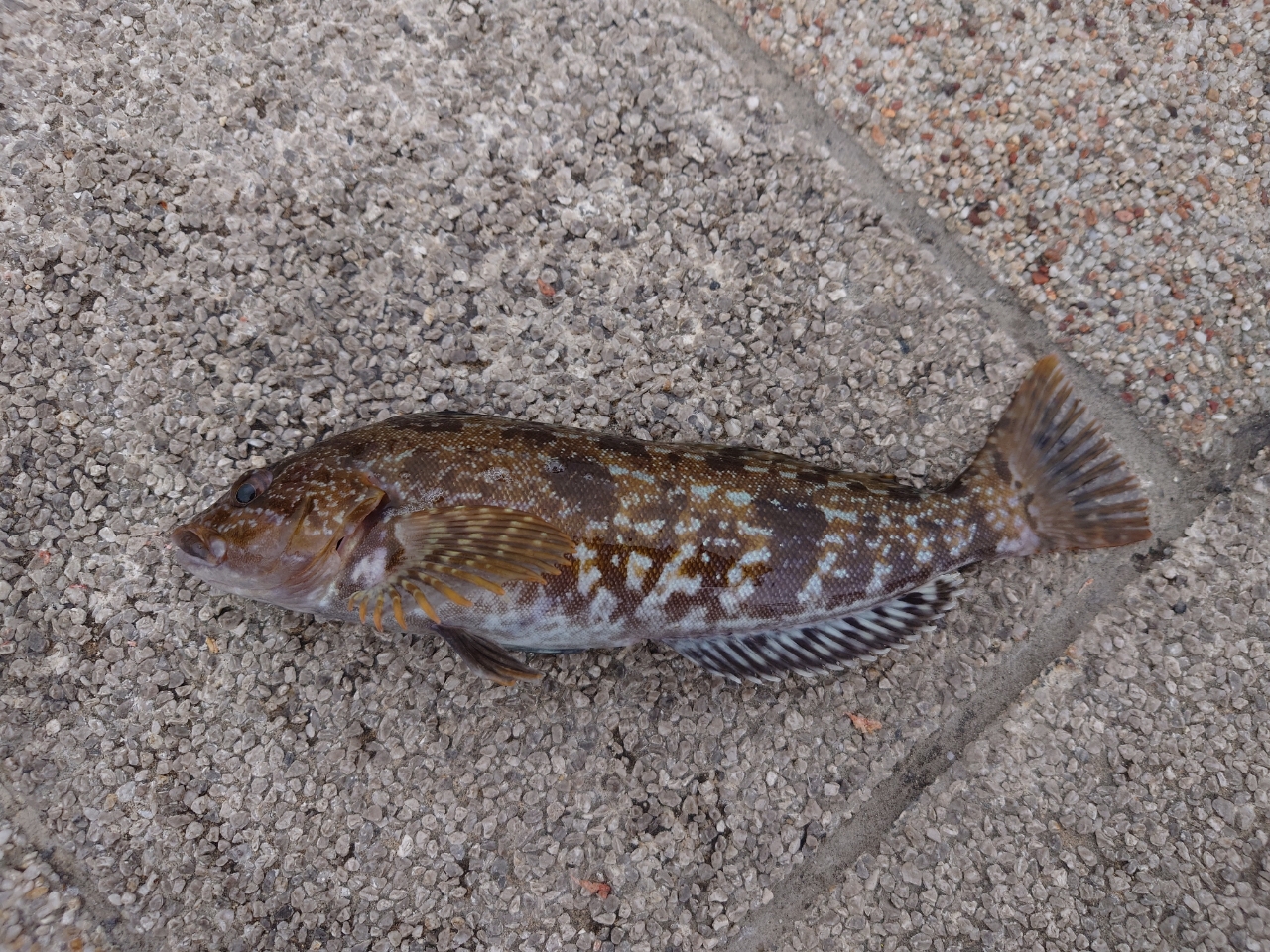 小名浜港市場前で釣れたエイの釣り・釣果情報 - アングラーズ