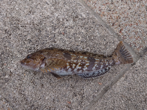 アイナメの釣果