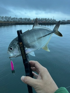 メッキの釣果