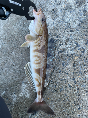 ホッケの釣果