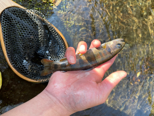 ヤマメの釣果