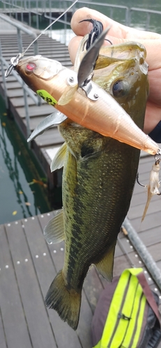 ブラックバスの釣果