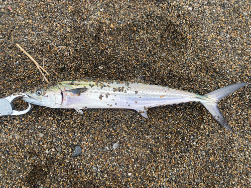 サゴシの釣果