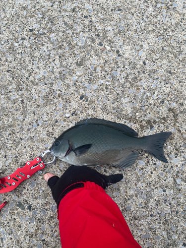 メジナの釣果