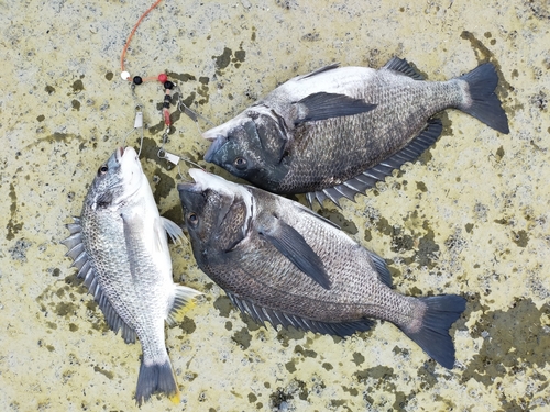 チヌの釣果