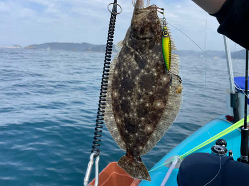 ヒラメの釣果