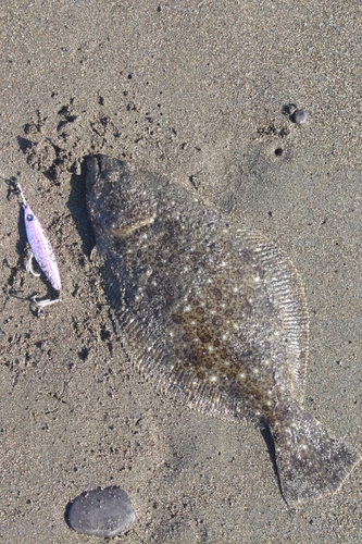 ヒラメの釣果