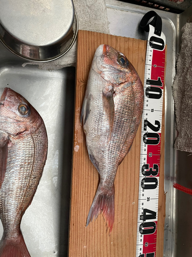 マダイの釣果