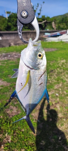 カスミアジの釣果