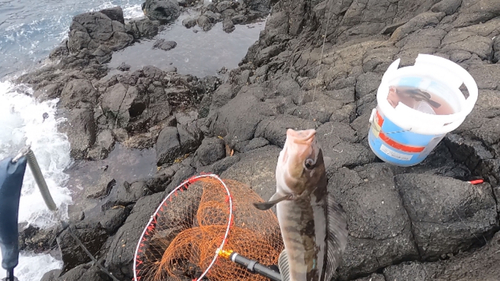 ホッケの釣果