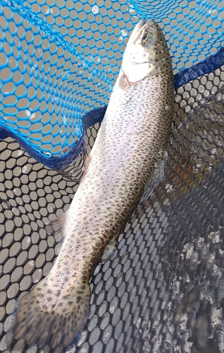 ニジマスの釣果