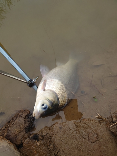 ヘラブナの釣果