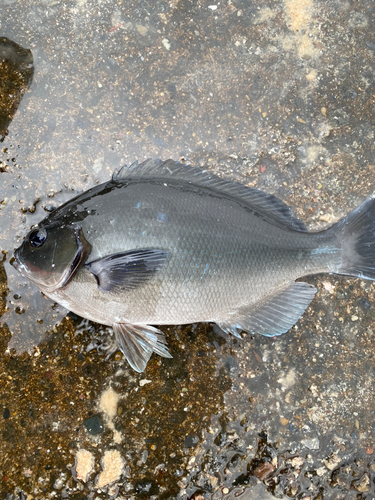 メジナの釣果