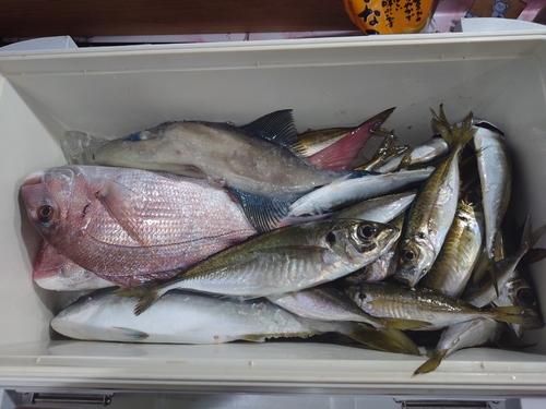 タイの釣果