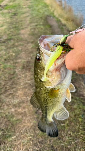 ブラックバスの釣果