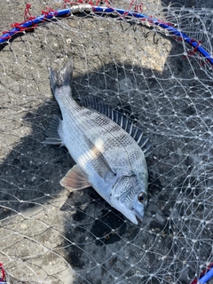 クロダイの釣果