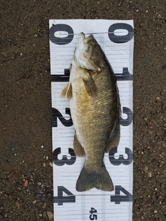 スモールマウスバスの釣果