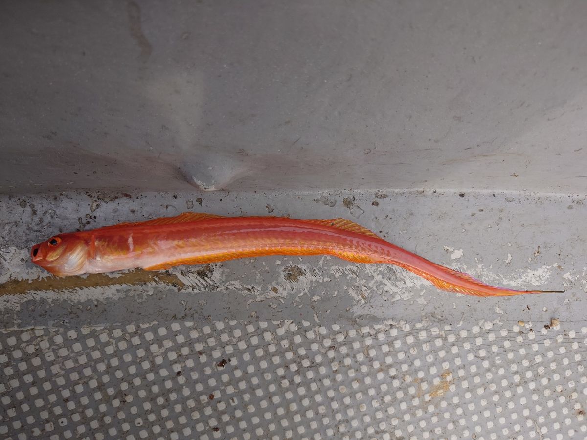 働くルアーマンさんの釣果 2枚目の画像