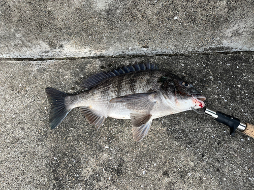 チヌの釣果