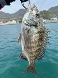 チヌの釣果