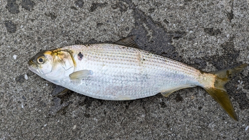 コノシロの釣果