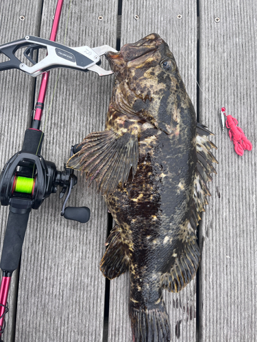 ベッコウゾイの釣果