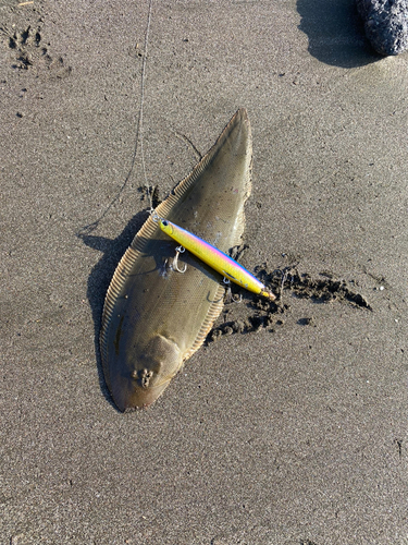 シタビラメの釣果