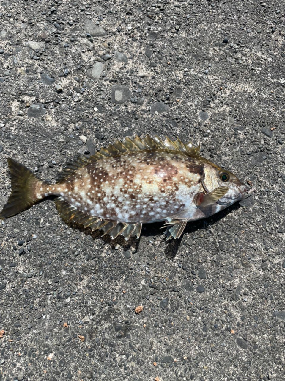 よしよし0929さんの釣果 2枚目の画像