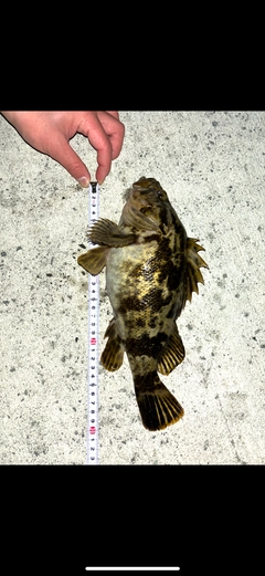 タケノコメバルの釣果