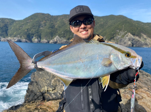 カンパチの釣果