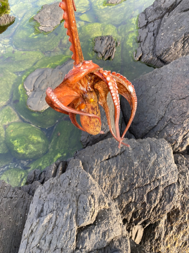 タコの釣果