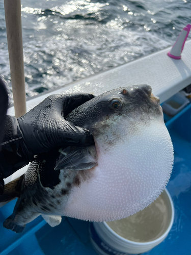 トラフグの釣果