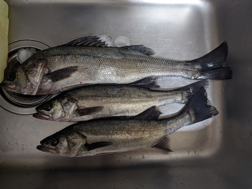 シーバスの釣果