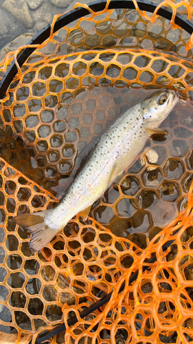 ブラウントラウトの釣果