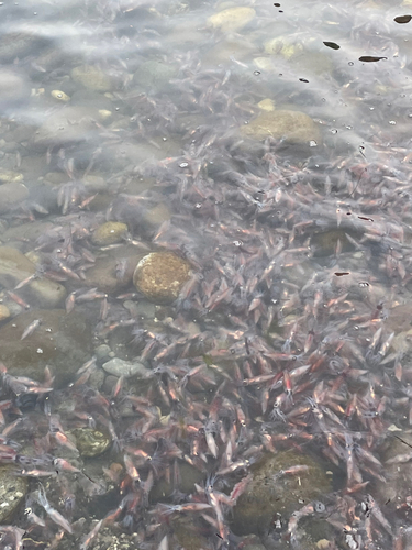 ホタルイカの釣果