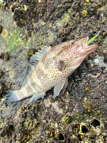 オオモンハタの釣果