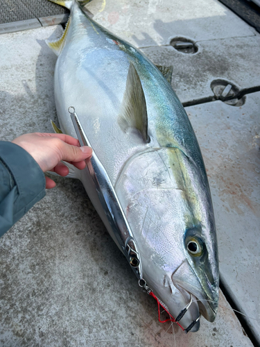 ブリの釣果