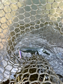 サクラマスの釣果