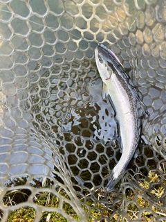 サクラマスの釣果
