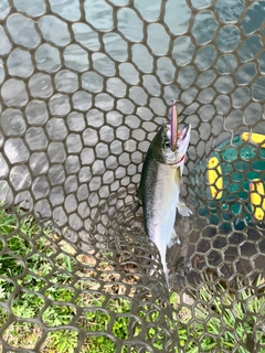 サクラマスの釣果