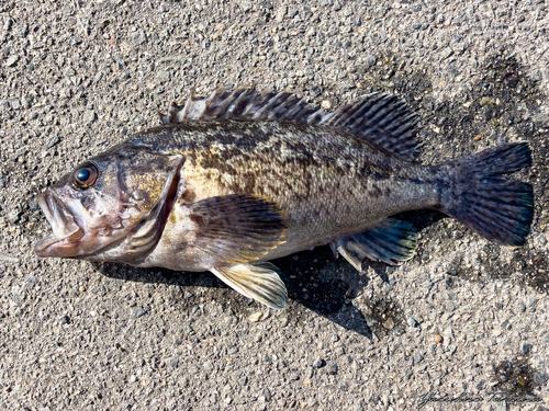 タケノコメバルの釣果