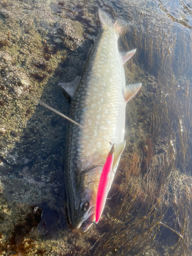 アメマスの釣果