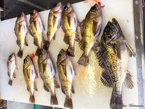 シロメバルの釣果