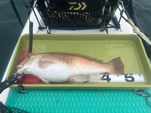 シロアマダイの釣果