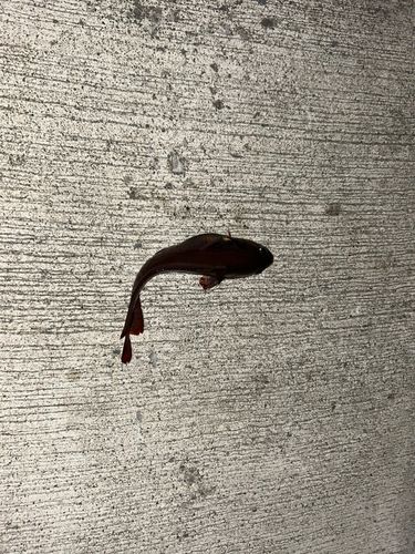 ドンコの釣果