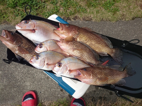 マダイの釣果