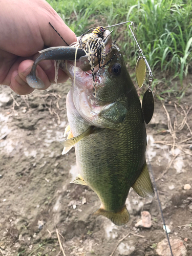 ラージマウスバスの釣果