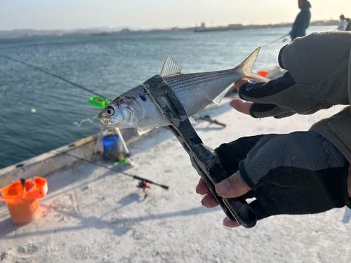 コノシロの釣果