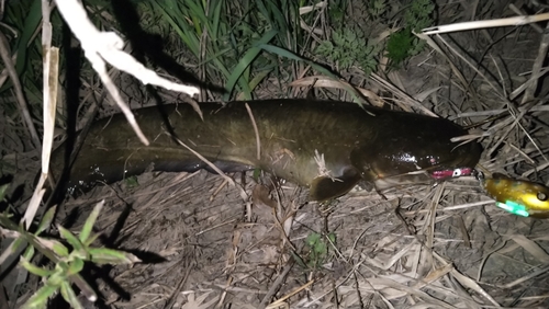 ナマズの釣果