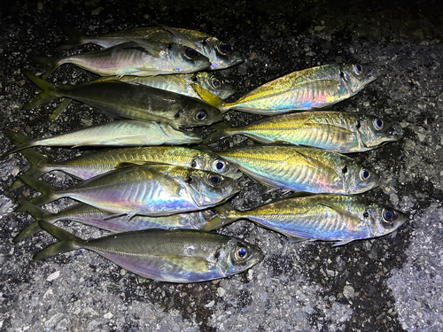 アジの釣果